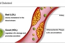 Kolesterol Hdl Nedir ve Kaç Olmalıdır?